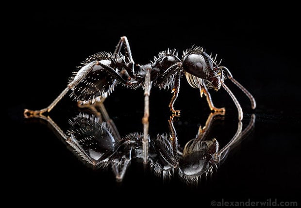 Recipe for a Photograph: Reflected Ant on Black Recipe for a Photograph: Reflected Ant on Black anatomyant 3