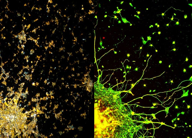 Photos Showing the Strange Similarities of Human Cities and Human Neurons citiesandneurons2