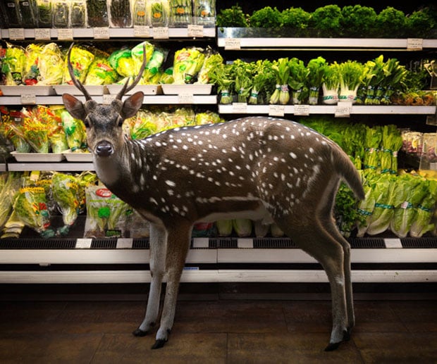 gardenfresh-3