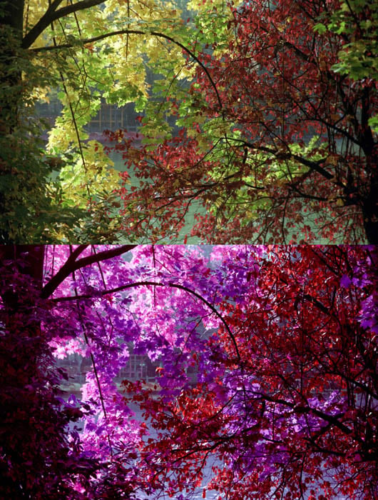Lomography's New LomoChrome Purple Film Snaps Infraredesque Photos