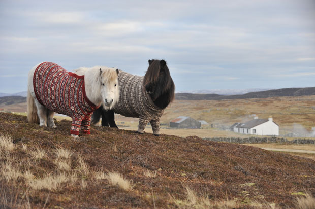 shetland-ponies-cardigans5