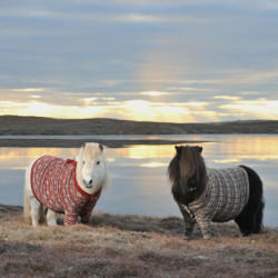 Adorable Photographs of Scottish Ponies Wearing Cardigan Sweaters