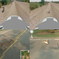 Google Street View Cameras Capture Not-So-Friendly Encounters with Wild Animals