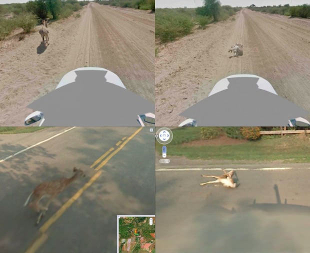 Google Street View Cameras Capture Not-So-Friendly Encounters with Wild  Animals | Paulo Bico - Fotografia