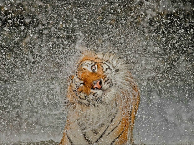 Should Photographs Captured in Zoos Be Considered Legitimate Nature Pics? Should Photographs Captured in Zoos Be Considered Legitimate Nature Pics? zootiger