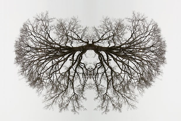30x20_tree_organ2