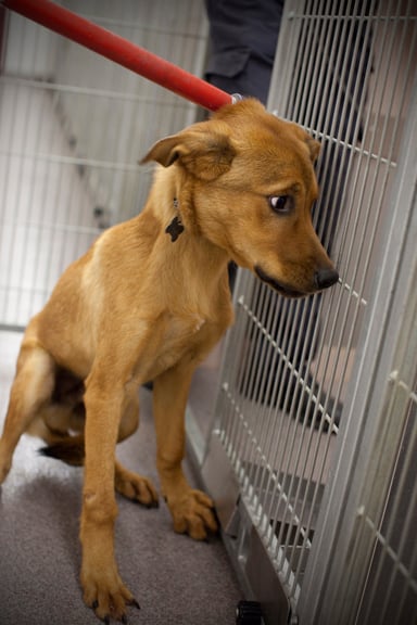 Scared Dog Antes Eutanásia: Este cão se assusta ao receber o anestésico antes da eutanásia.