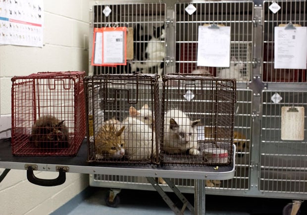 Disturbing Photos Capture the Realities of Euthanization at Animal Shelters