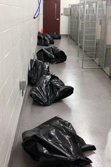Cães Dead: Após os cães foram sacrificados, seus corpos são colocados em grandes sacos plásticos pretos e seus canis são higienizados.