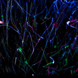Light-Painting with a Blizzard
