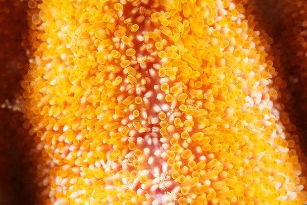 starfishmacro-1