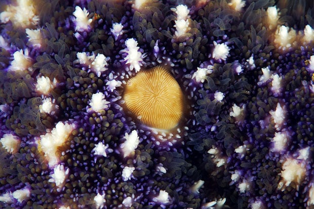 starfishmacro-3.jpg