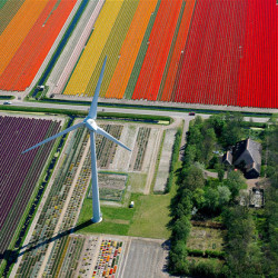 Colorful Photographs of Tulip Fields As Seen From an Airplane