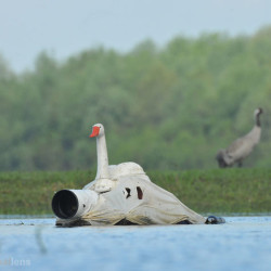 Wildlife Photographer Disguises Himself as a Swan to Get Close to Other Birds