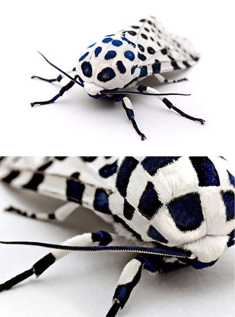 bugcompare